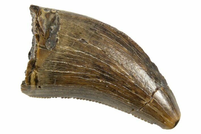 Serrated Juvenile Tyrannosaur Tooth - Judith River Formation #313310